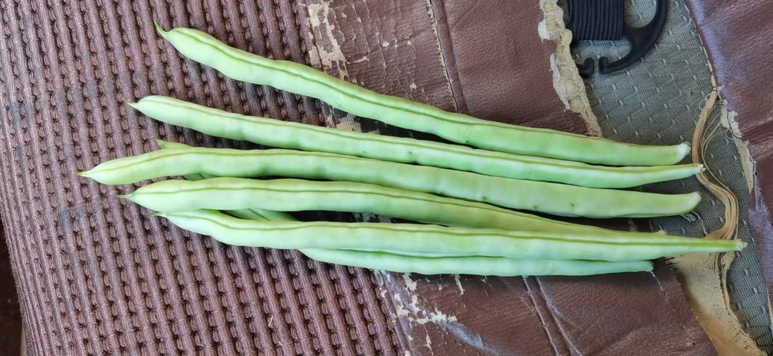 新鲜白芸豆干品与带叶芹菜并列摆放,左侧为泡发前的白色芸豆颗粒,右侧为翠绿带根芹菜,背景为木质砧板,展示两种食材原始状态 芸豆与芹菜实物对比图