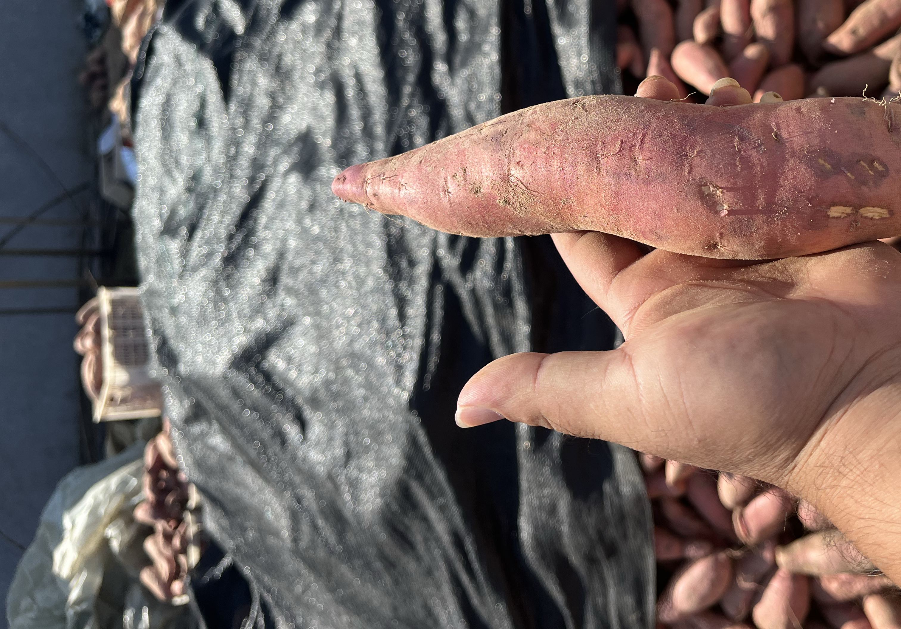 一个新鲜红薯表面长出细小白芽的特写镜头,背景模糊 出芽红薯特写