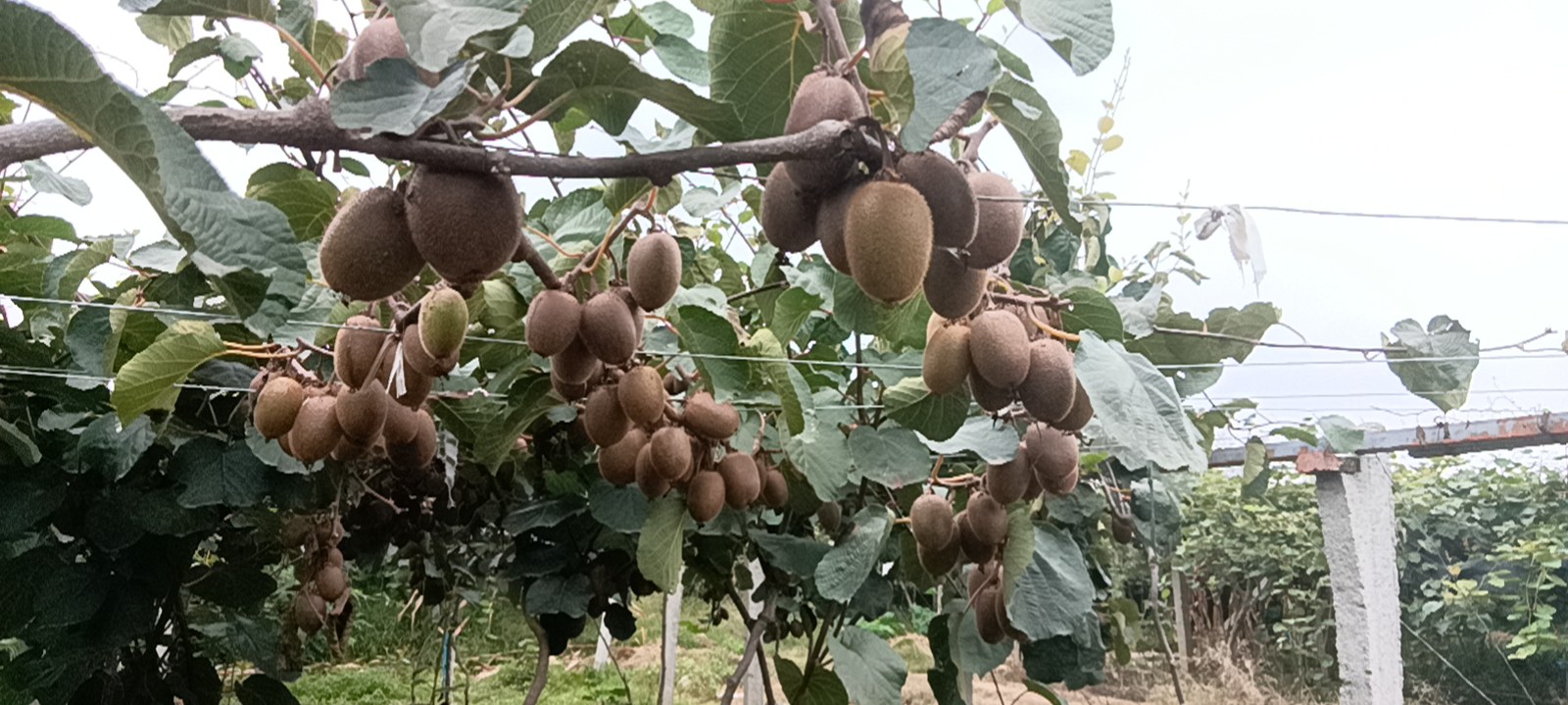 一片翠绿的猕猴桃果园,藤蔓缠绕支架,枝叶间挂满即将成熟的翠香猕猴桃,农民正在仔细检查果实生长情况,展现生态种植环境 翠香猕猴桃果园实景