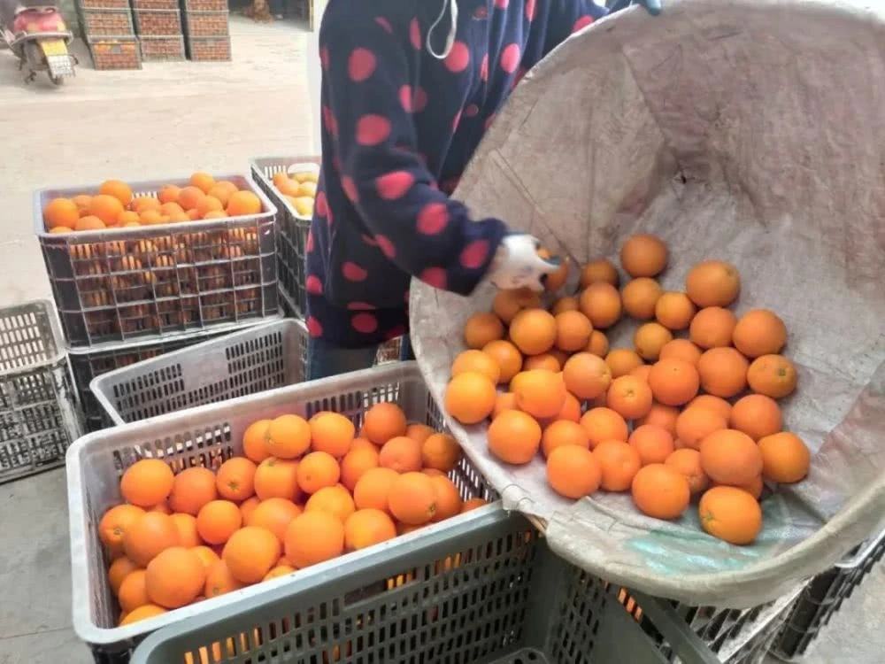 工人在西开普省柑桔园进行采收作业