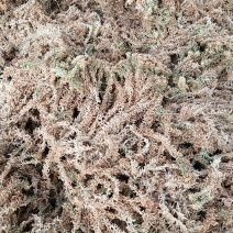 高山人工种植优质水苔〈海花草〉出售，诚信经营欢迎订购…