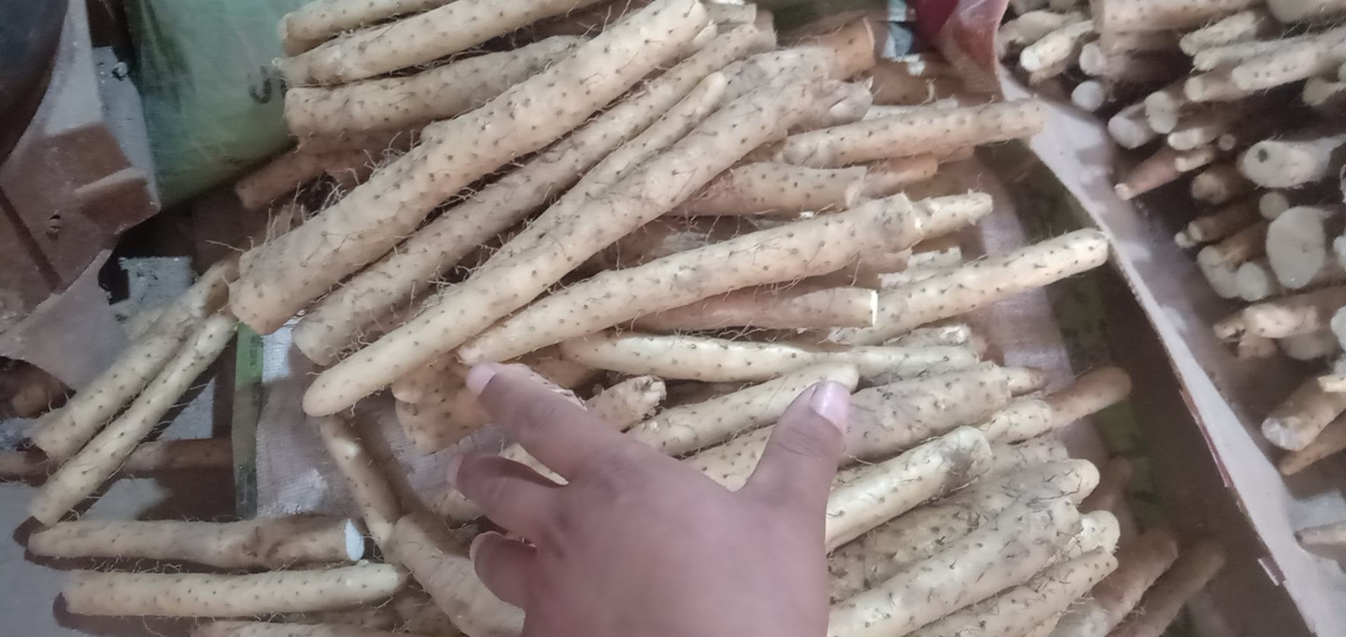 左侧为铁棍山药横切面,可见组织致密、气孔细小均匀、黏液分泌旺盛,切口边缘微微泛青;右侧为小白嘴山药横切面,肉质通体洁白透亮,结构疏松,可见较大细胞间隙,水分渗出明显 铁棍山药与小白嘴山药横切面对比图