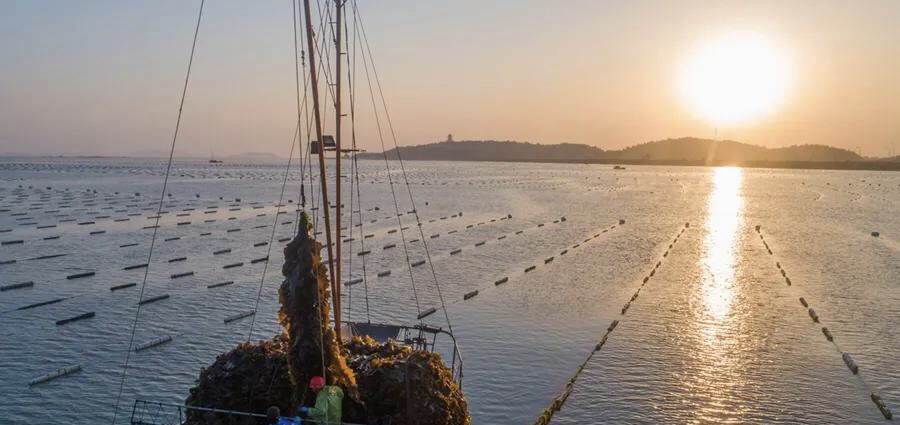 黄海北部外海筏式海带养殖区航拍图:整齐排列的浮筏呈网格状延伸至海平线,每条浮筏下垂挂数十根棕绳,绳上密布深褐色长条状海带,海面波光粼粼,远处可见监测浮标与巡护船 海带外海筏式养殖全景图