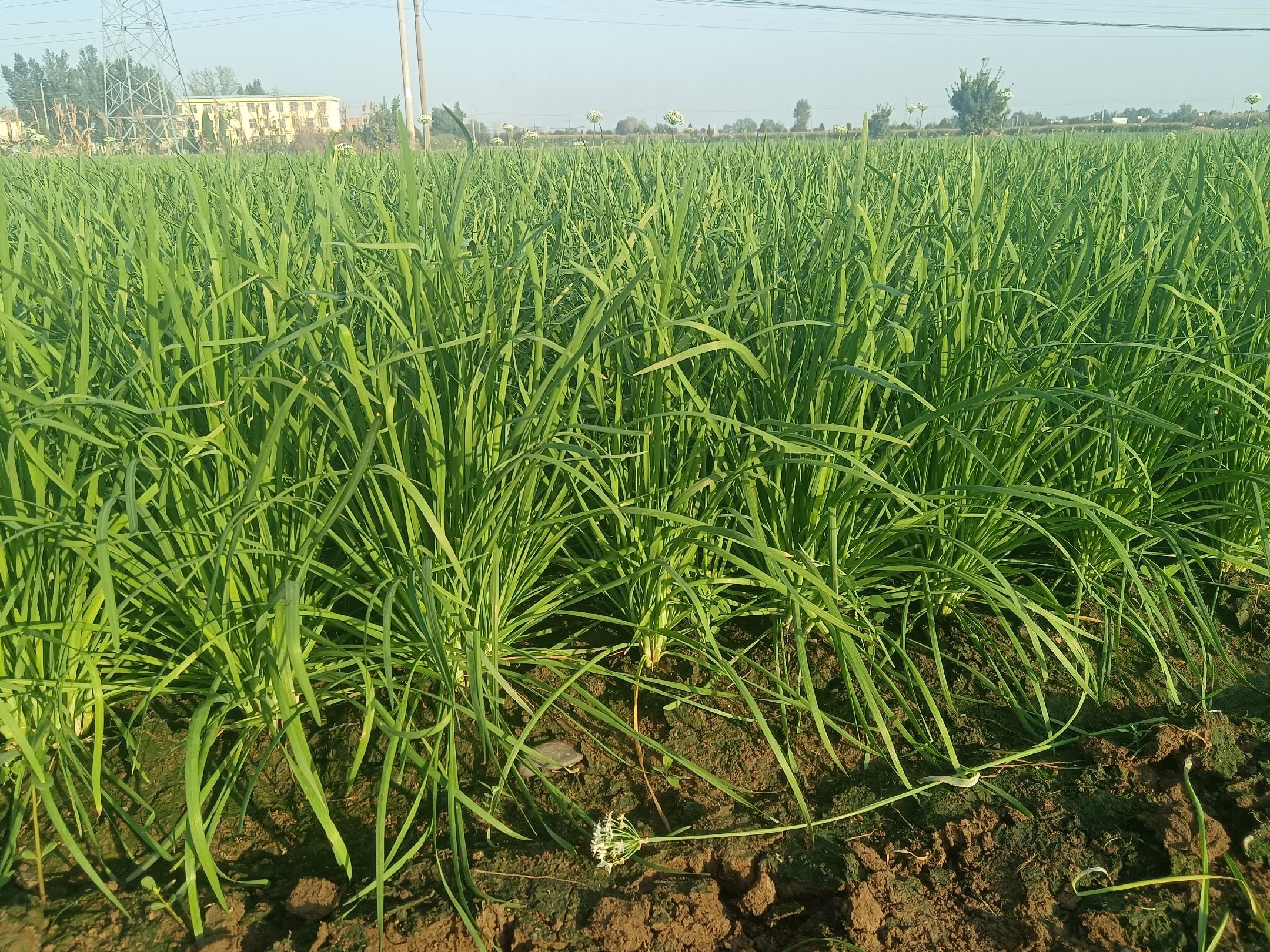 农民在田间进行韭菜的日常管理,如除草、施肥等 韭菜田间管理