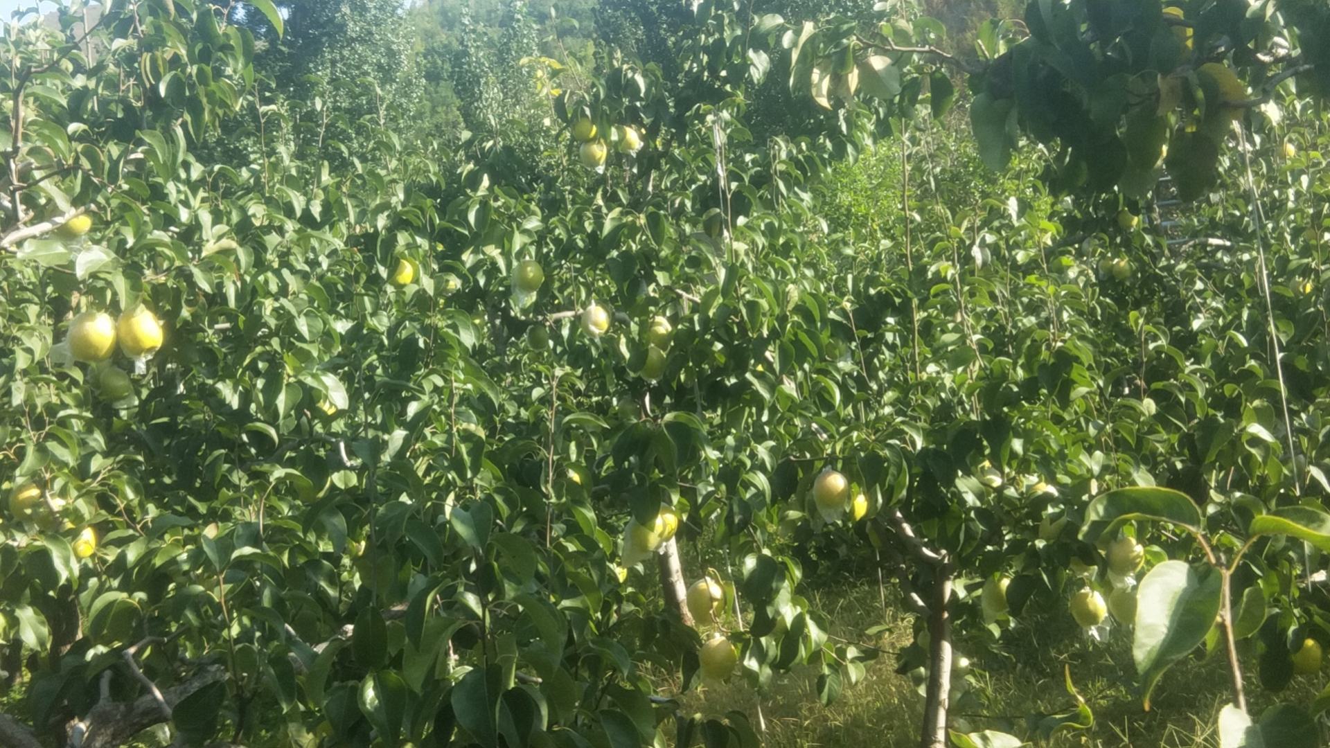 雪花梨果园全景