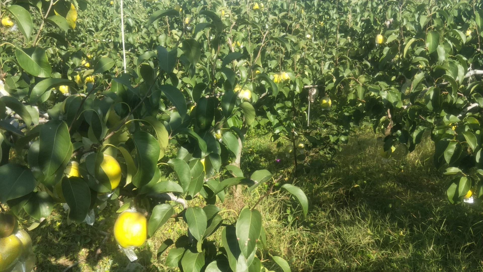 展示香梨盛花期果园景象,工人正在进行人工授粉操作,背景可见蜂箱及部分防霜烟堆残留,地面湿润显示刚完成萌芽水灌溉 香梨开花期田间管理场景