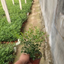 九里香/七里、基地种植批发-可视频图片看货、支持实地看货