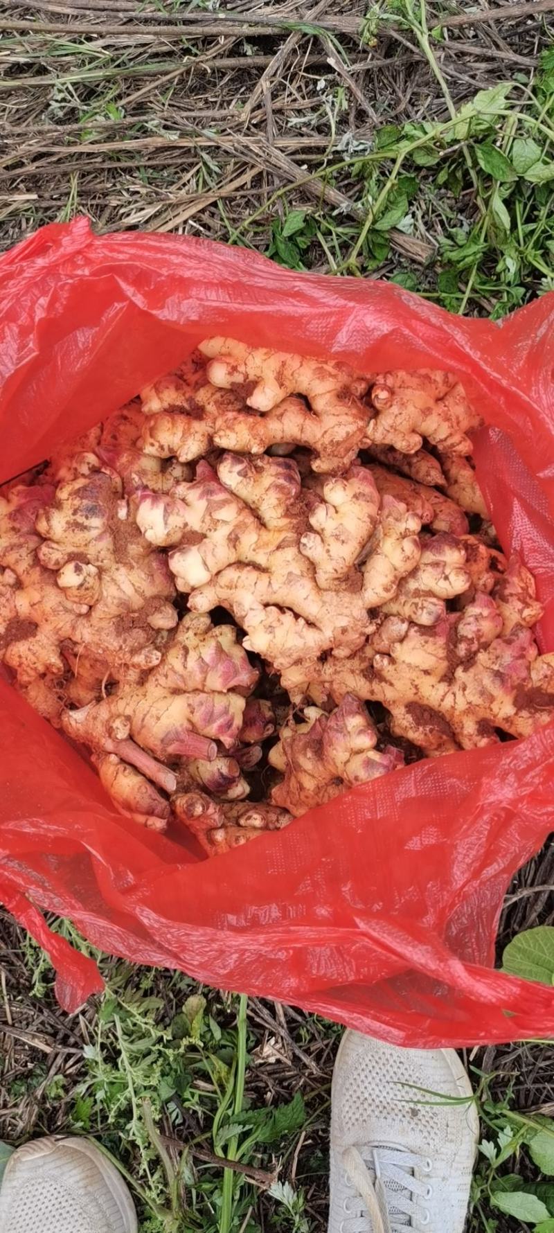 [生姜批发]贵州黔西南兴义市生姜 3.