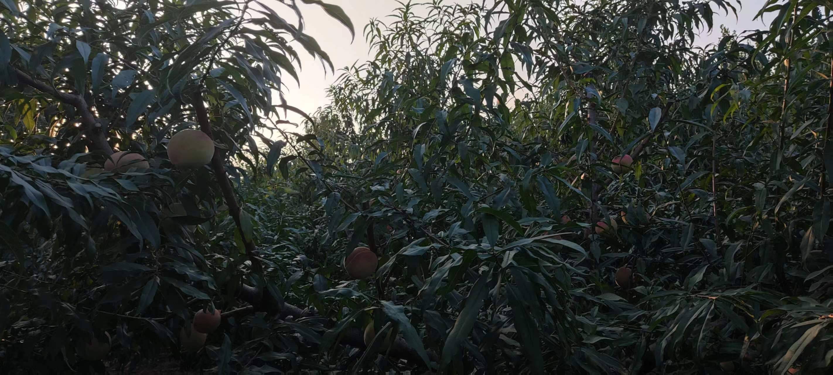 潮汕寿桃果园