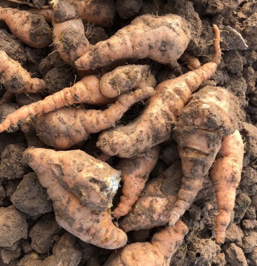 [生地黄批发]生地黄价格2.45元/斤 - 一亩田