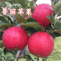 早熟新品种苹果树苗鲁丽苹果苗嫁接南方北方种植地栽当年结果