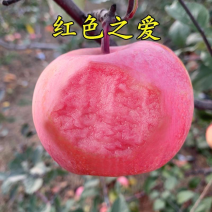 嫁接苹果树苗红色之爱红肉苹果苗包成活当年结果南北方种植