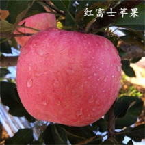 早熟红富士苹果树苗果熟苗嫁接苗八月富士王苹果树苗当年结果