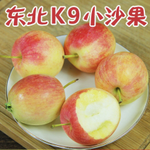 K9沙苹果苗123嫁接小苹果苗南北方种植高抗树苗