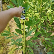 马占相思1-3米高度（60000棵）保质保量