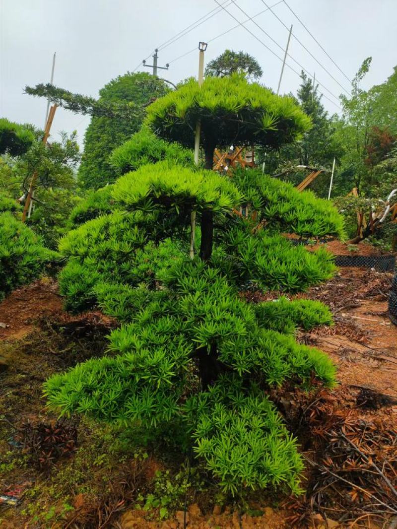 [罗汉松批发]湖南长沙浏阳市松树 1500.00元/棵造型罗汉松 _ 一亩田