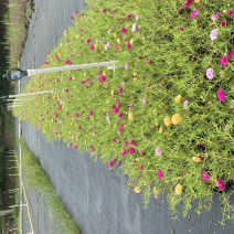 太阳花，广东省佛山基地直销