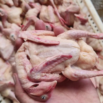 白条鸽精品好货次品白条鸽大量供应欢迎咨询