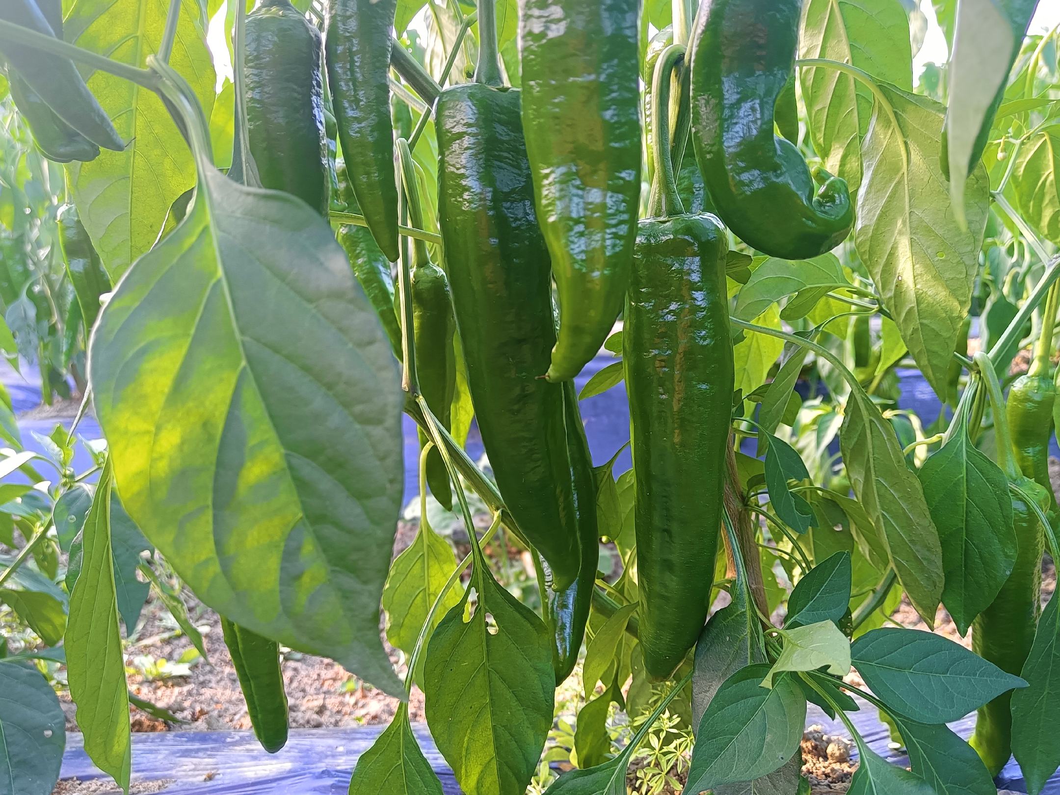 牛角椒植株与果实特写