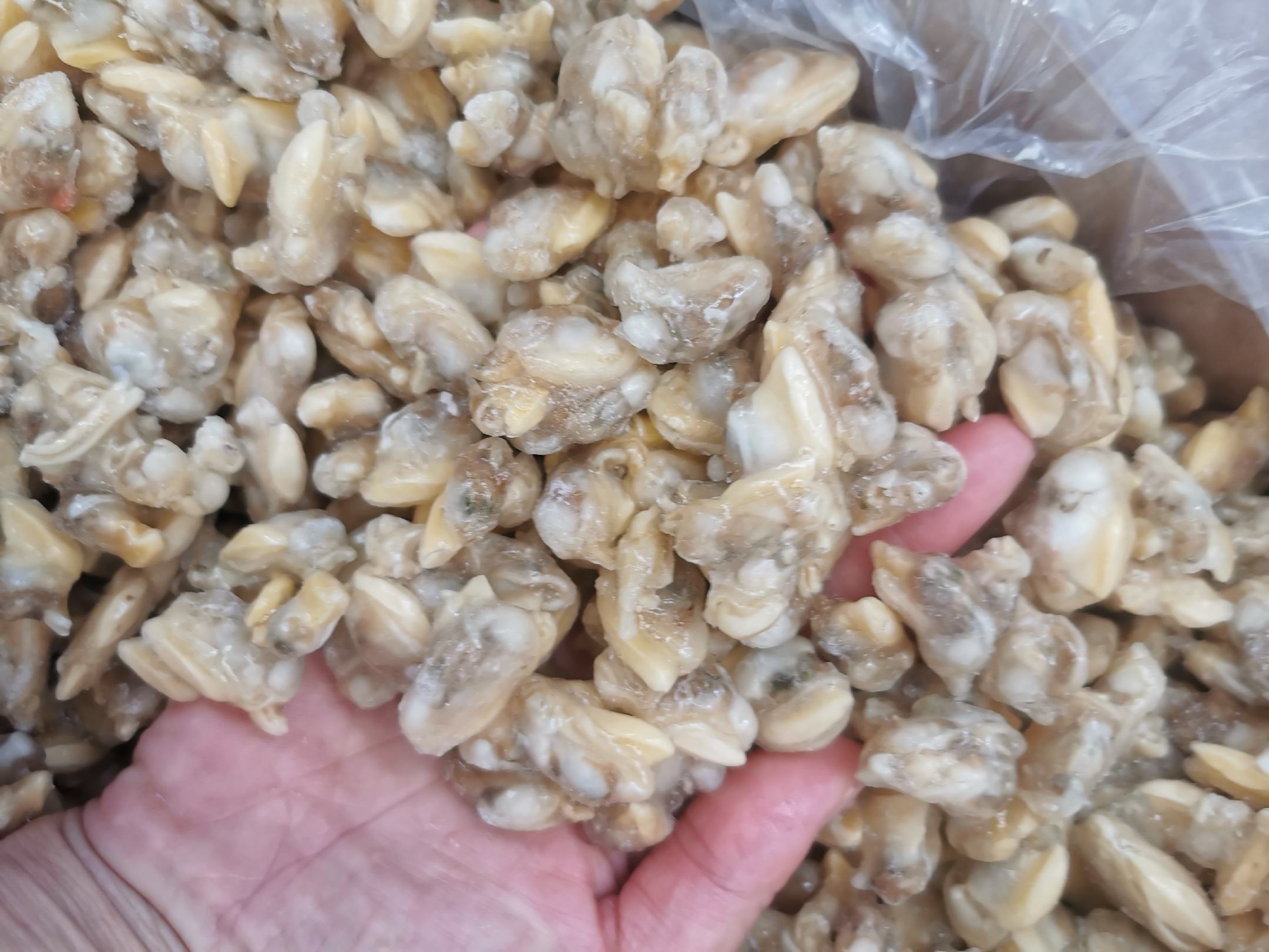 新鲜芹菜与花蛤食材展示图 新鲜采摘的绿茎西芹与清洗干净的花蛤并列摆放于白色瓷盘中,背景为厨房台面,左侧有切菜刀和砧板,整体光线自然明亮