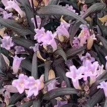 紫叶马兰苗【马兰花属于多年生小權木纵丰花品种】