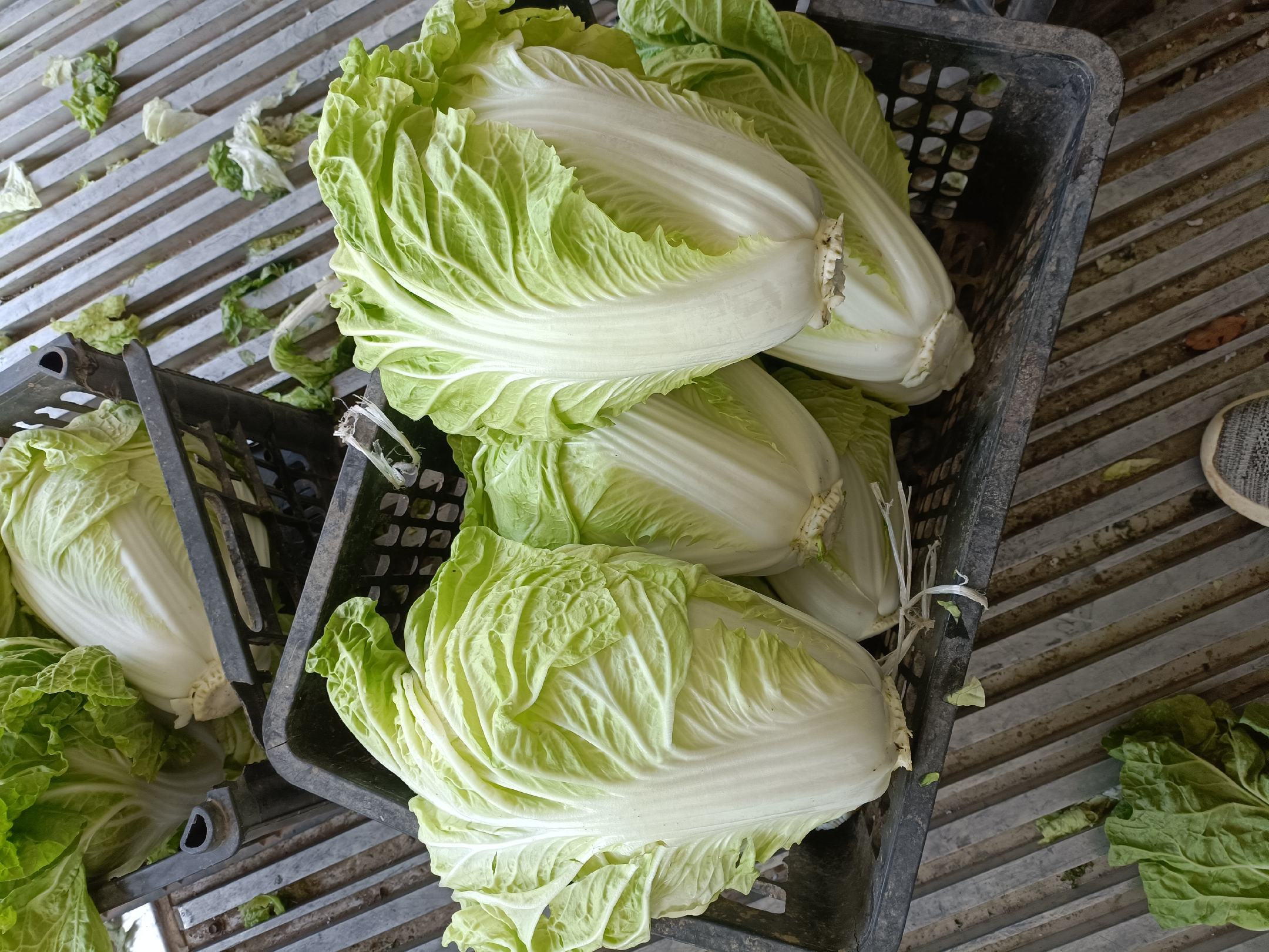 夏阳50白菜采收与分级包装现场
