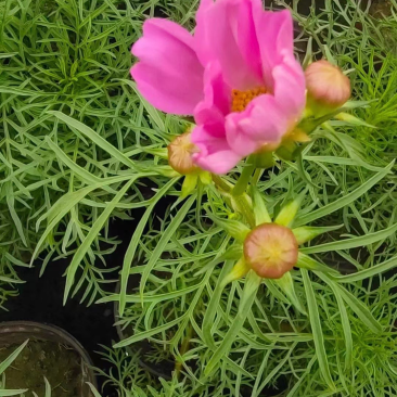 波斯菊规格齐全,质量保证,货源充足,欢迎大来电咨询