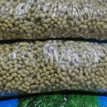 辽宁花生白果分级果，油料米，油料果