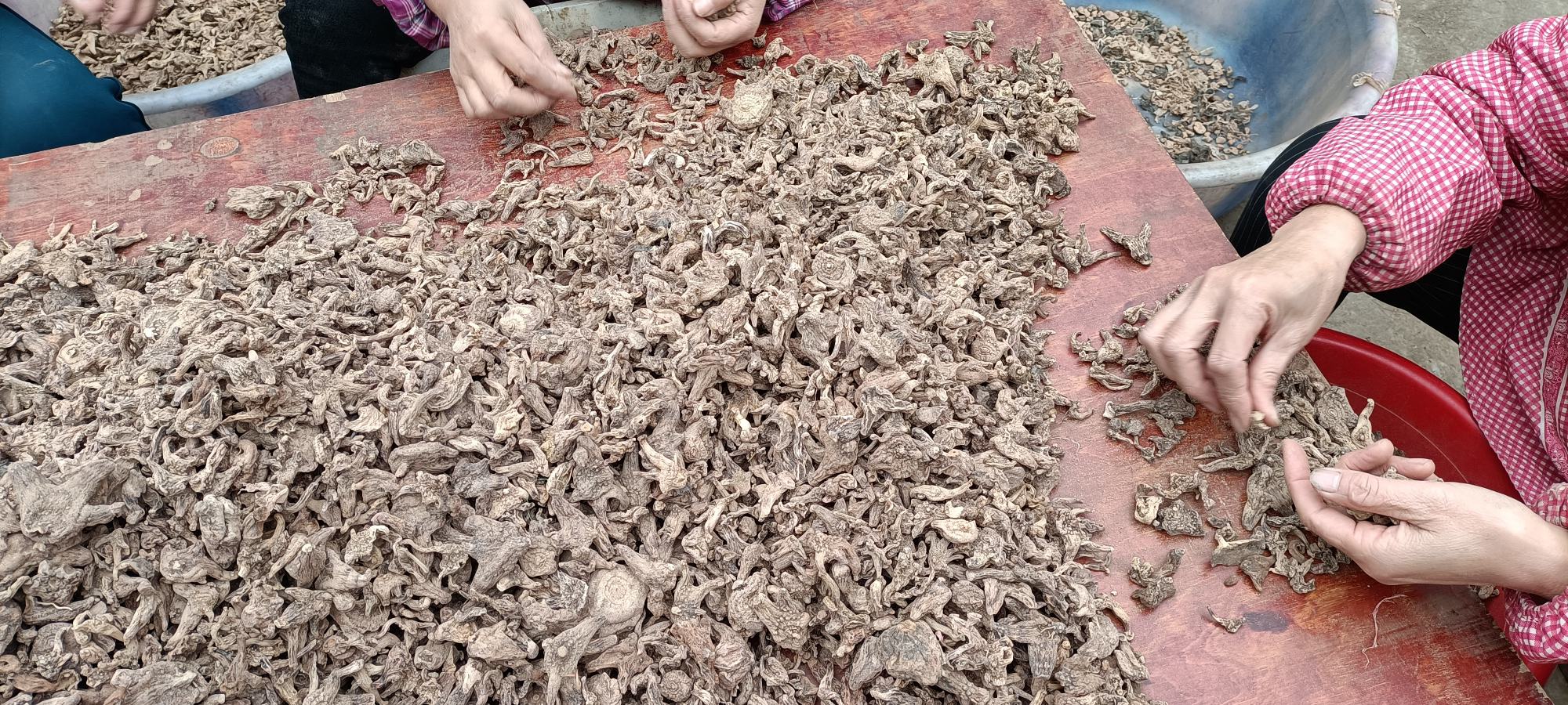 白扁豆炒制过程示意图