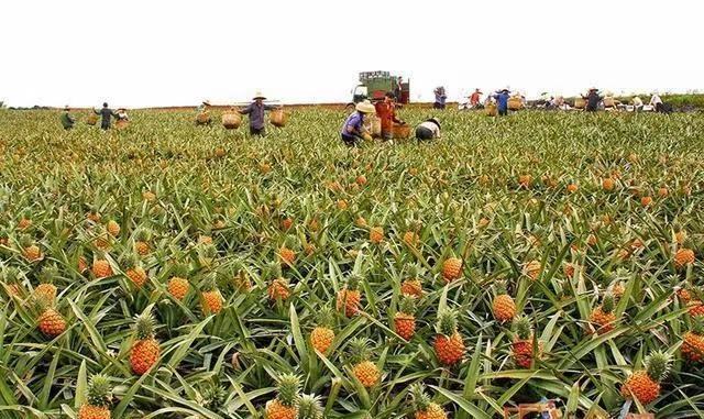 菠萝种植园中农民正在采摘成熟的菠萝