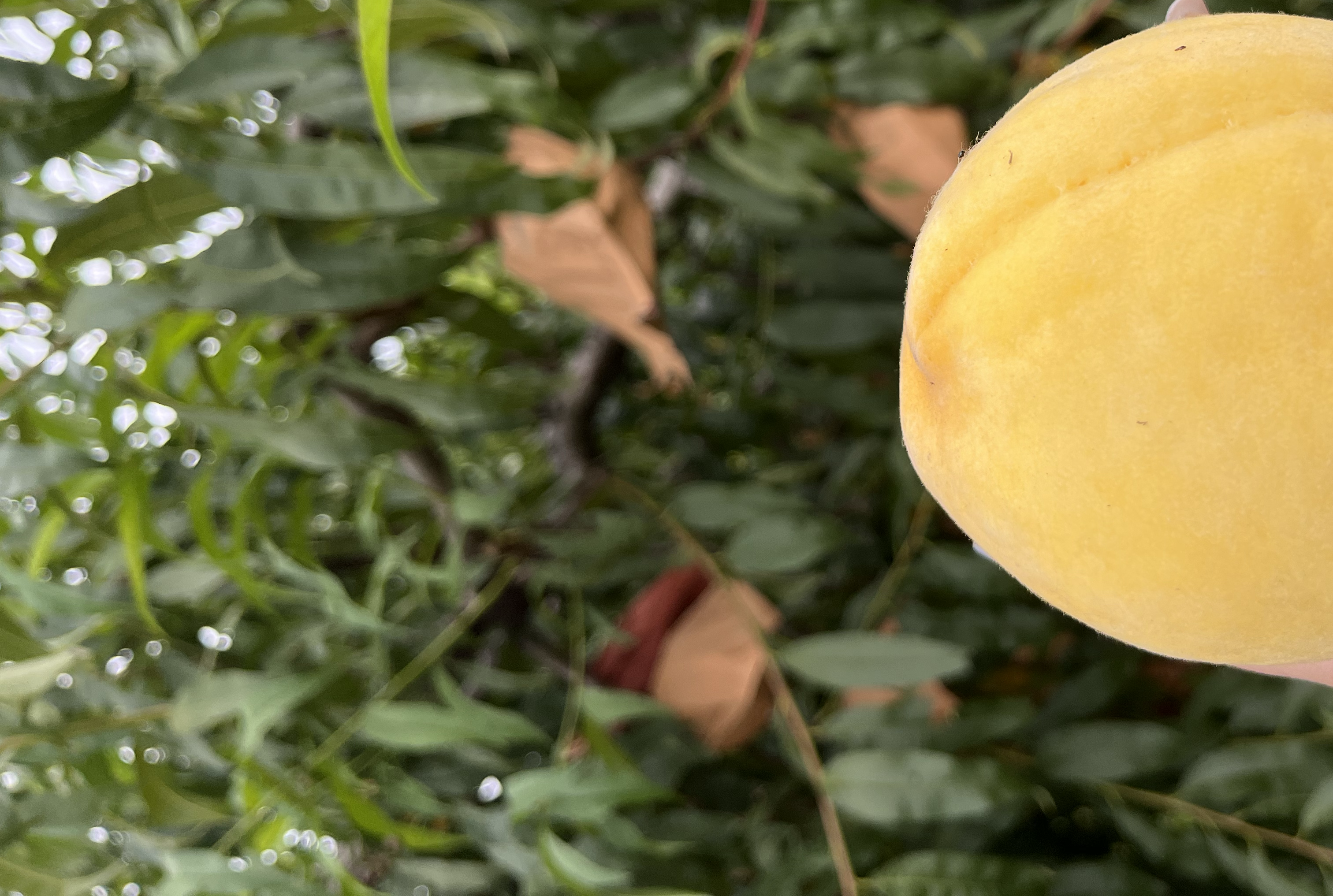 一个露天水果市场摊位上整齐摆放着大量新鲜桃子,桃子表面覆盖细密绒毛,色泽粉嫩,部分切开展示内部金黄色果肉,旁边配有称重秤和绿叶衬托,营造出热闹鲜活的夏日购果氛围 市场摊位上的新鲜桃子