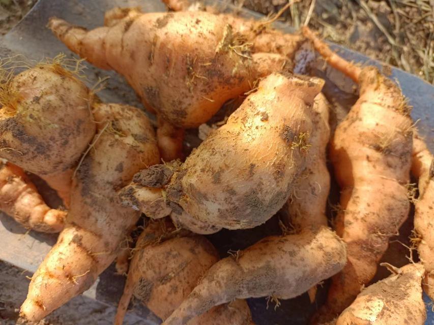 鲜地黄植株特写