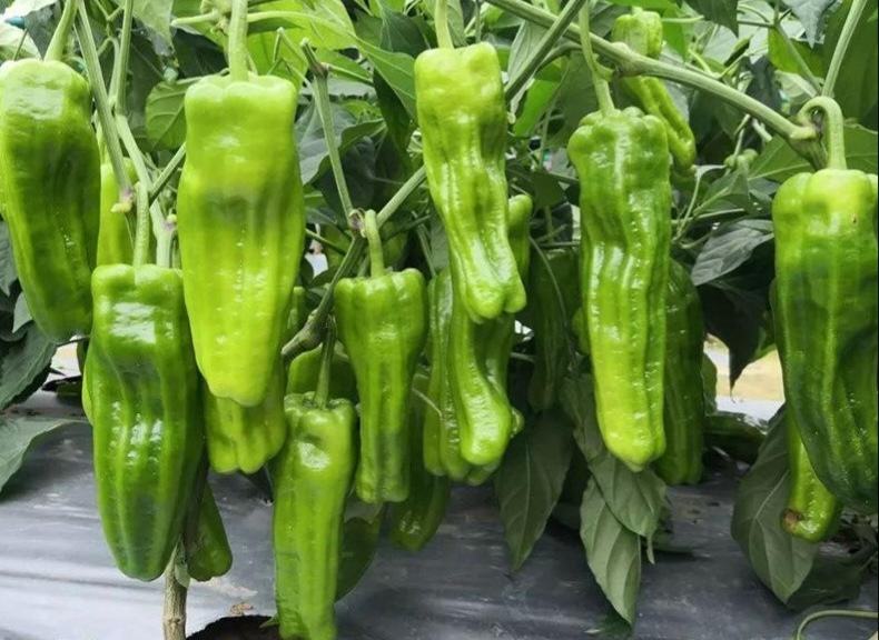 高清特写展示优质薄皮椒外观特征:皮薄透光、无皱褶、蒂部鲜绿、果形匀称,体现‘薄皮椒’核心卖点 薄皮椒新鲜特写:青绿色与淡黄色薄皮椒并排摆放,表皮光滑透亮,蒂部翠绿,表面带细微蜡质光泽,背景为竹制砧板