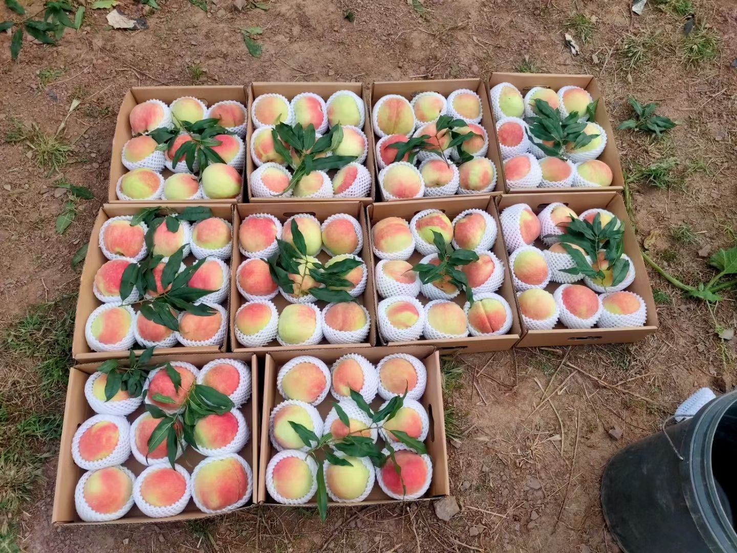 大悲院寿桃采摘与分拣场景图