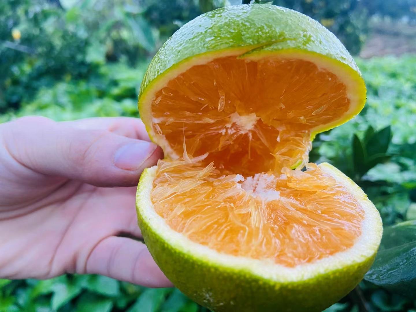 红心脐橙切开特写