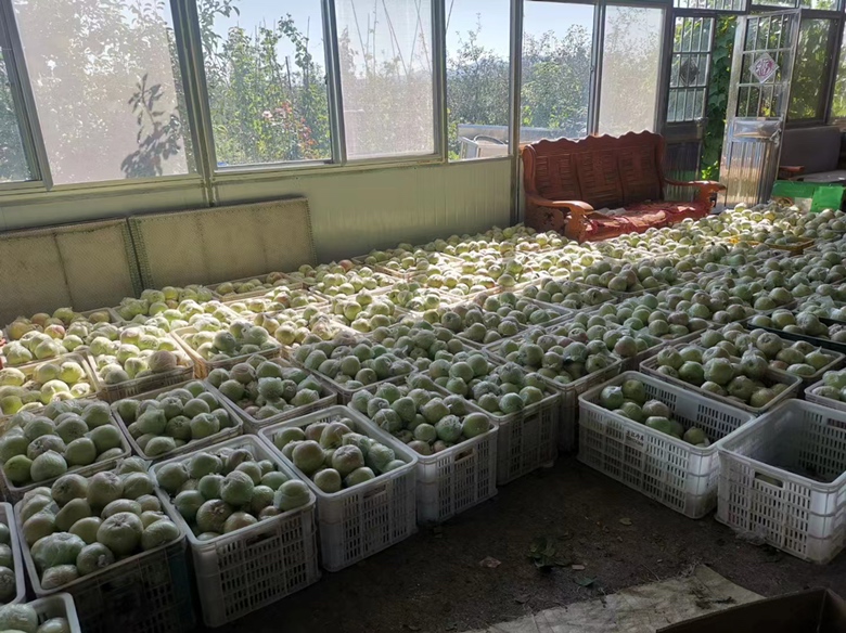天水黄元帅苹果采摘现场