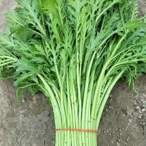 精品茼蒿江苏海门大棚蔬菜，质量保证一手货源全国发货