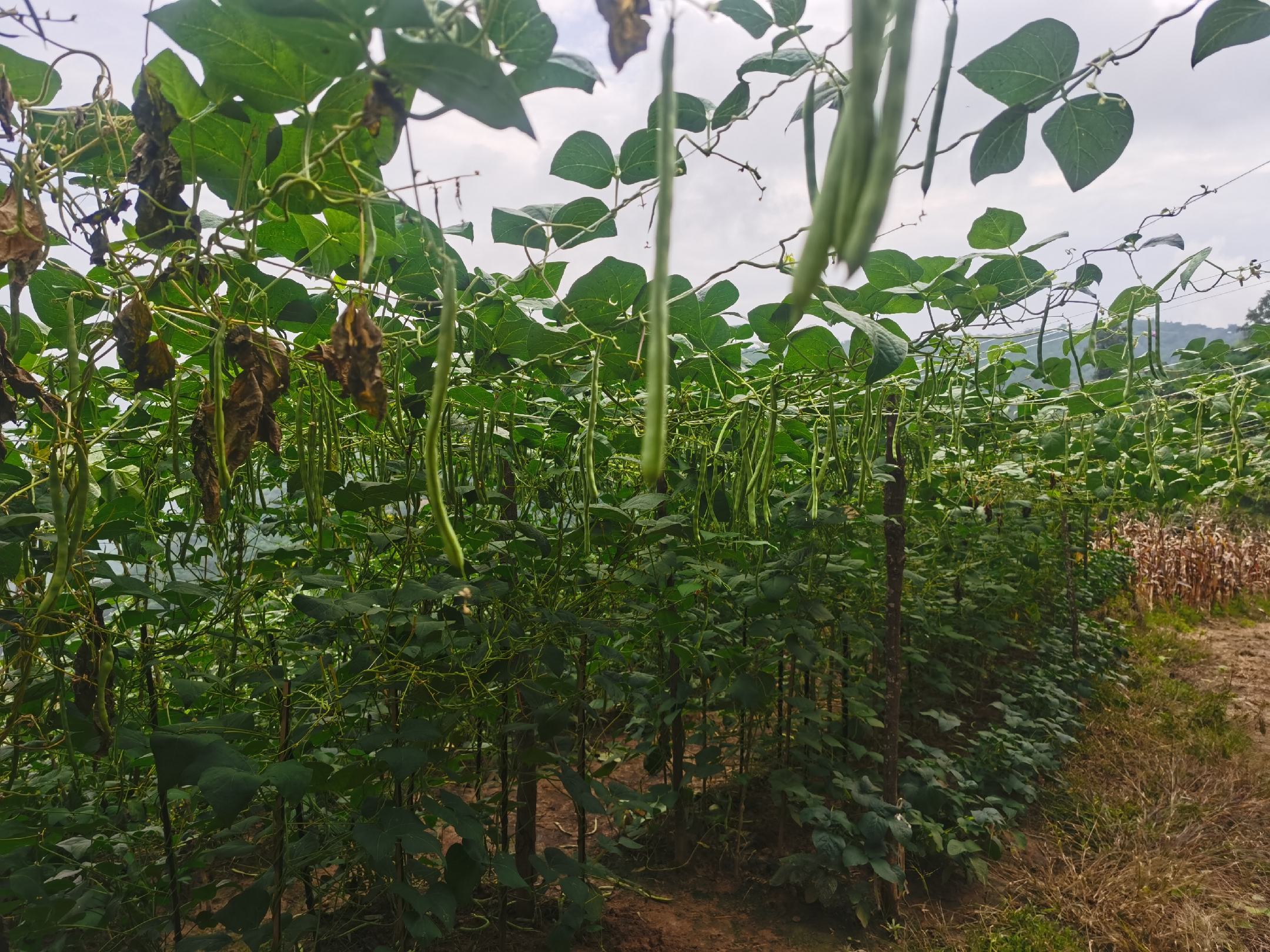 四季豆种植场景