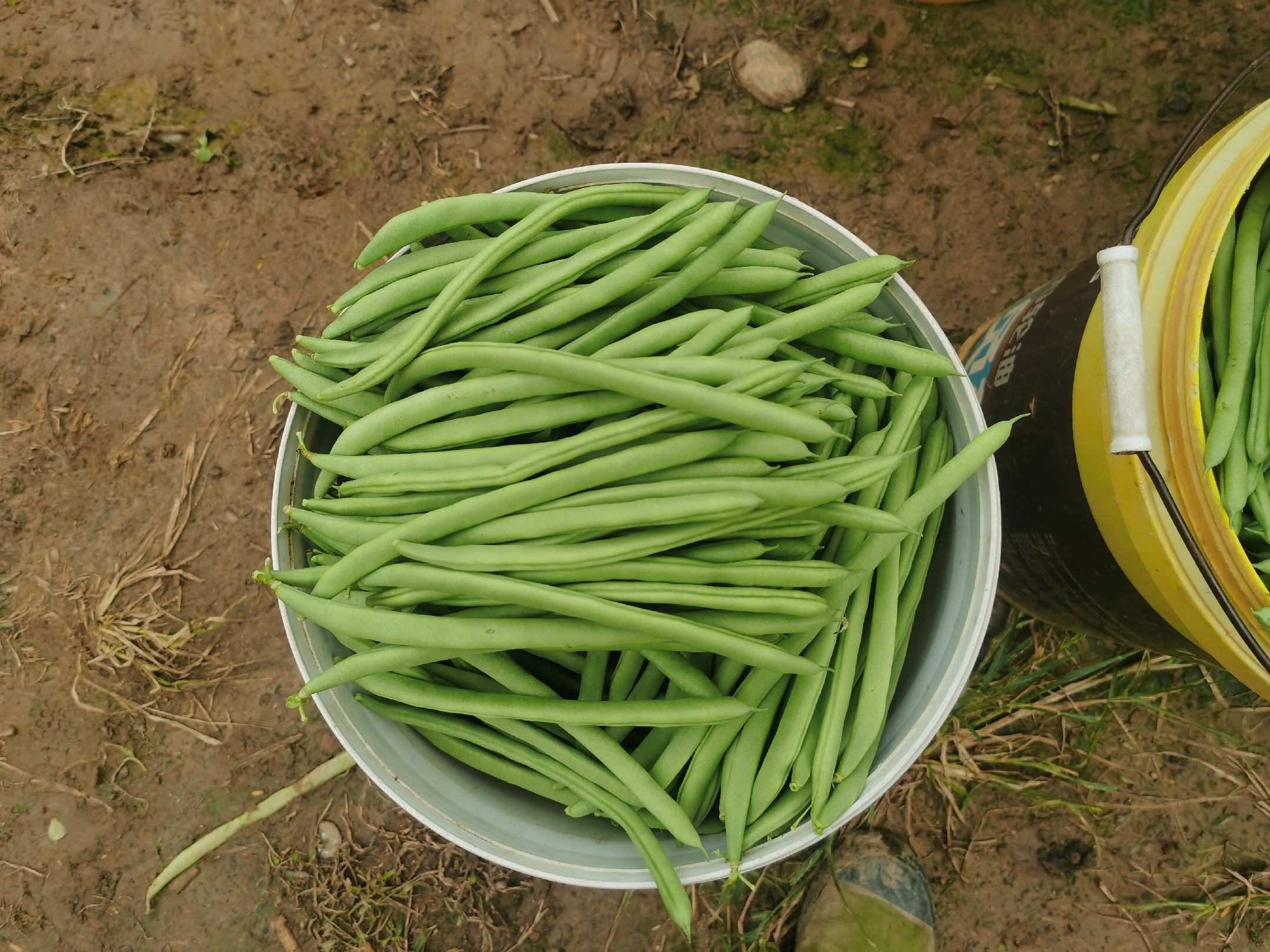 四季豆在田间生长的画面