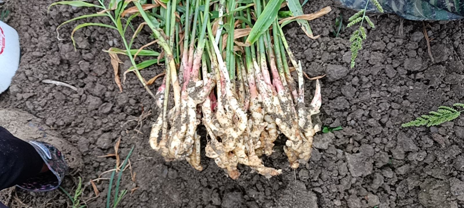 新鲜采收的子姜,呈现其嫩滑质地和淡紫色芽端,体现农产品原生态特征 子姜特写照片,展示其浅黄色至淡紫色表皮、多汁脆嫩的内部组织,表面带有新鲜泥土痕迹,背景为竹编簸箕