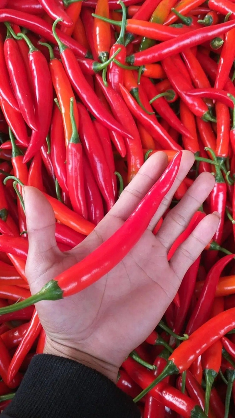 鲜红辣椒 海花红美人椒 红线椒 实力代收 品种全服务完善
