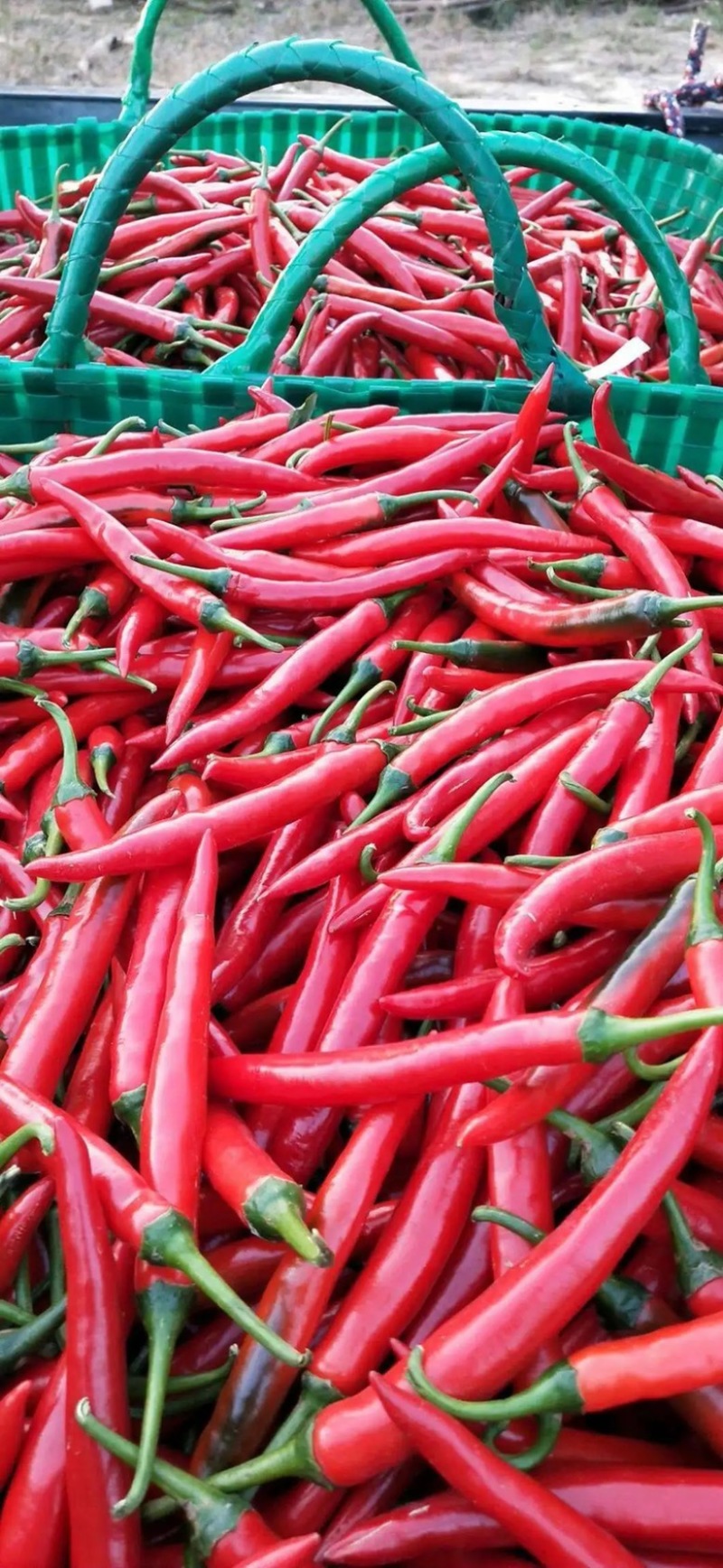 鲜红辣椒 海花红美人椒 红线椒 实力代收 品种全服务完善
