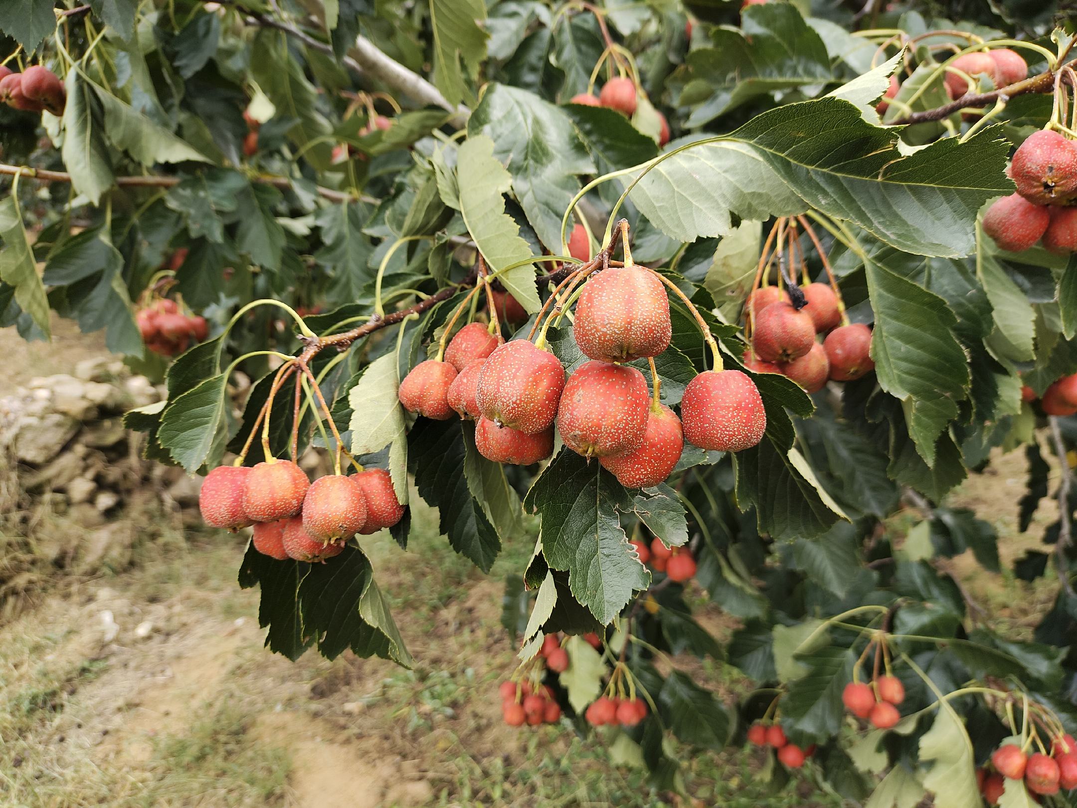 大五棱山楂挂满枝头的特写