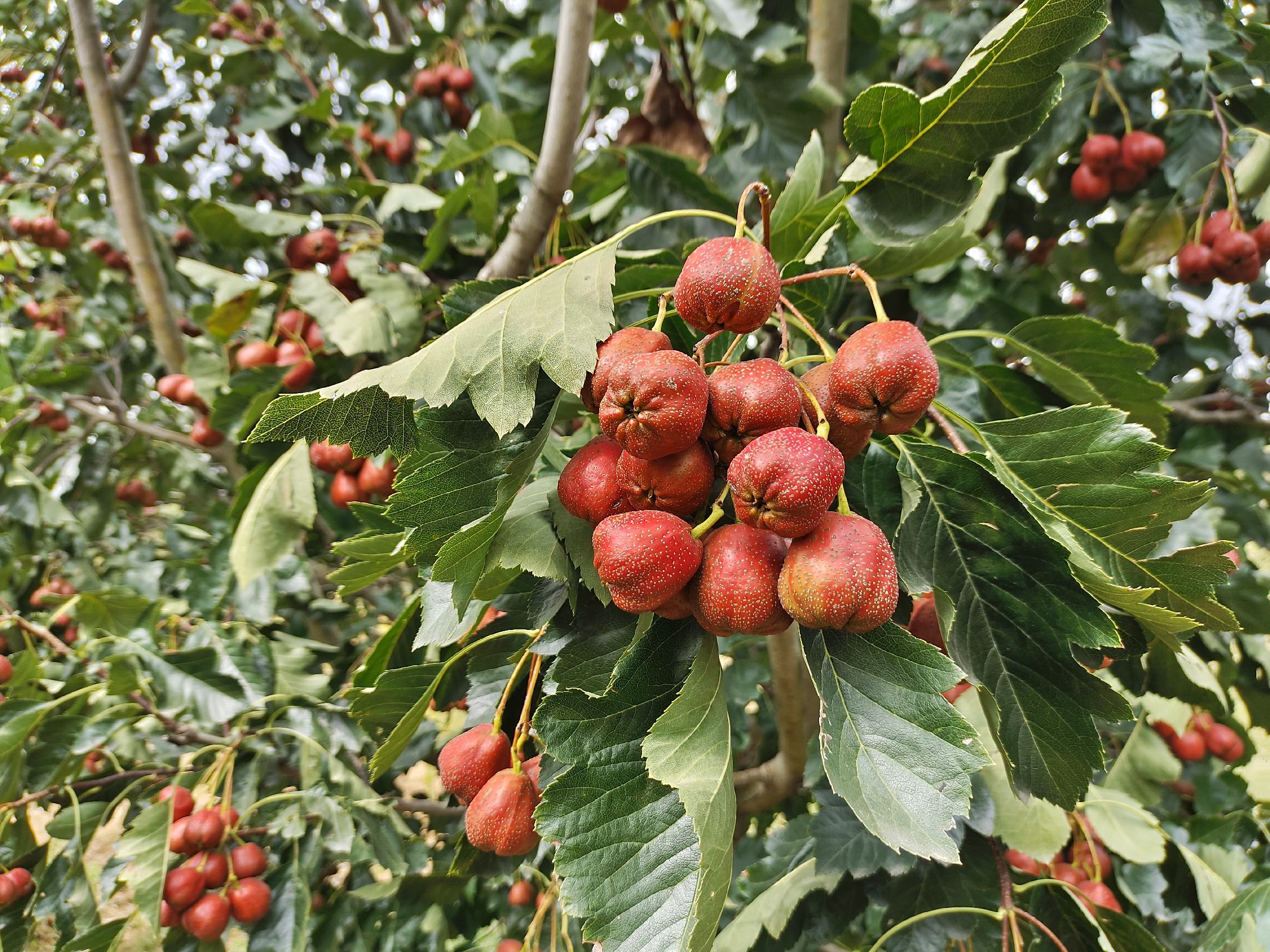 山楂果园种植对比图