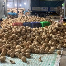 常年批发老椰子毛椰大批量发货海南青椰子，品质保证