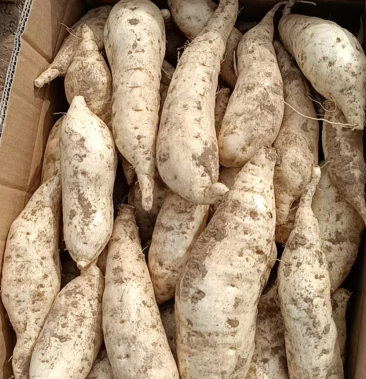 [批发]人参薯,属于栗薯的一种,糯甜带面价格2.50元/斤 - 一亩田