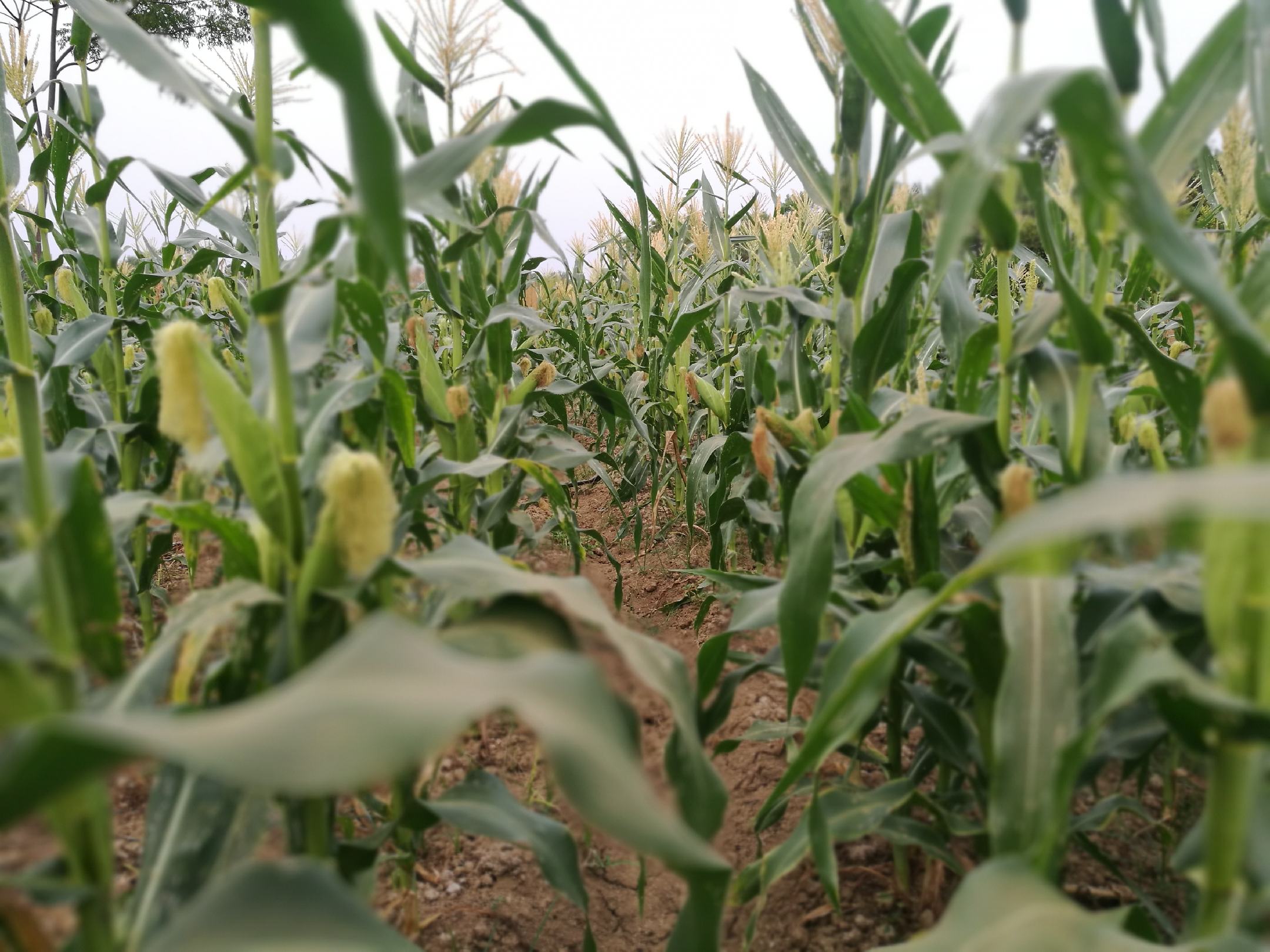 全景摄影:春季野钓现场,展示甜玉米(左)与粘玉米(右)在真实水体中的分布状态,体现二者在自然光下的色彩对比及入水动态,强化实战应用语境 野外垂钓实景:钓者手持渔轮,钓组入水瞬间,水面漂浮着数粒金黄甜玉米与乳白粘玉米,背景为春日湖岸柳树与平静水面