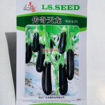 传奇天龙绿把茄子种子肉质细嫩口感好春秋大棚油黑亮丽茄子种