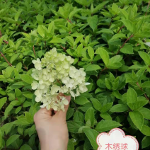 木绣球小苗