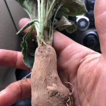 改良白术芽子山地育苗抗病抗旱能力强无菌量大从优